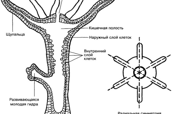 Покупки на кракене даркнет